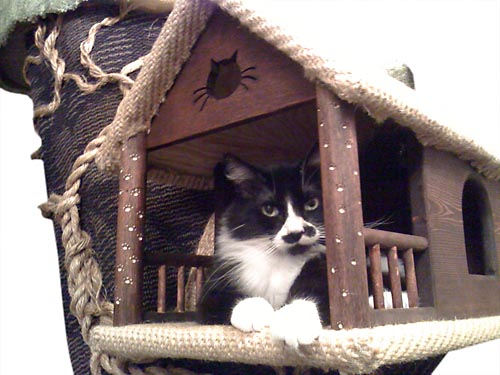 Cat Tree